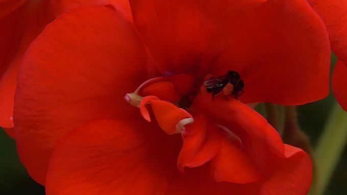 A tiny sugarbag bee loves my geranium flowers